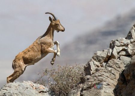 ۶ ماه حبس برای شکارچی بز کوهی در اندیکا